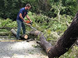 Best Storm Damage Tree Cleanup  in New Hempstead, NY