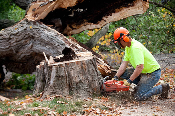 How Our Tree Care Process Works  in  New Hempstead, NY